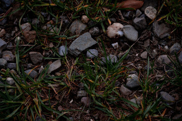 Rocks on ground between grasstrands with warm colours