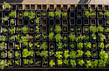 Potted plants growing in Greenhouse Agriculture young spring sprouts on window home garden concept