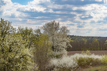 trees and bushes covered with white flowers in spring