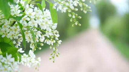 Spring cherry branches with delicate white flowers on light blurred nature background. Hello Spring. Beautiful springtime coming concept. Wild flowers swaying in wind. Copy space, isolated, close-up