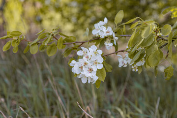 a blooming branch of a wild apple tree in a field in spring