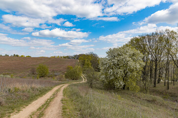 dirt road among meadows and trees