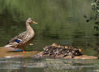 Mallard mother duck with her babies resting on wood in the water
