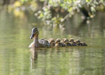 Mallard mother duck with baby ducklings in the water
