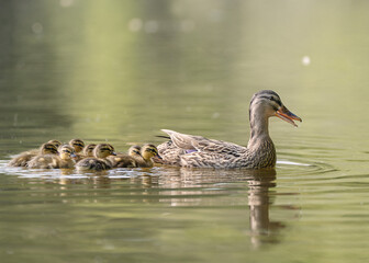 Mother duck with her babies in the water