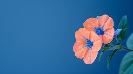   A tight shot of two flowers on their stem against a blue backdrop