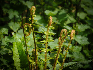 Fototapeta premium Fern fronds unfurling, New Forest, England