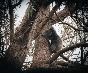 Koala in the wild with gum tree on the Great Ocean Road, Australia. Somewhere near Kennet river. Victoria, Australia.