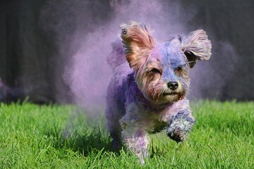 Small long-haired mixed breed dog is colored with blue pink and purple holy color and runs in the...