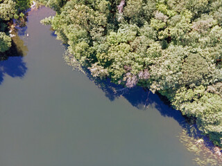 Aerial top down of lake and trees in Grunewald forest on a sunny summer day in Berlin
