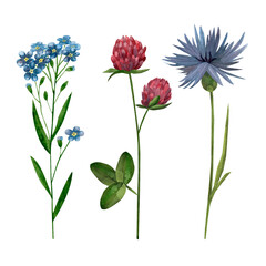 Wildflowers clover, cornflower, forget-me-not myosotis, isolated watercolor illustrations for cards, invitations, print