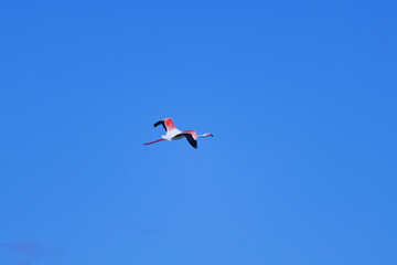 Fotograf&iacute;a minimalista de Flamenco com&uacute;n, Phoenicopterus roseus, volando con fondo de cielo azul en el parque natural El Hondo. Espa&ntilde;a