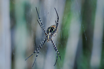 Araña argiope trifasciata esperando su almuerzo en la tela de araña, España