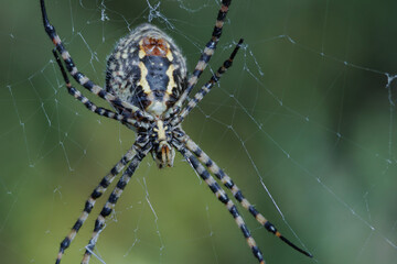 Araña argiope trifasciata esperando su almuerzo en la tela de araña, España