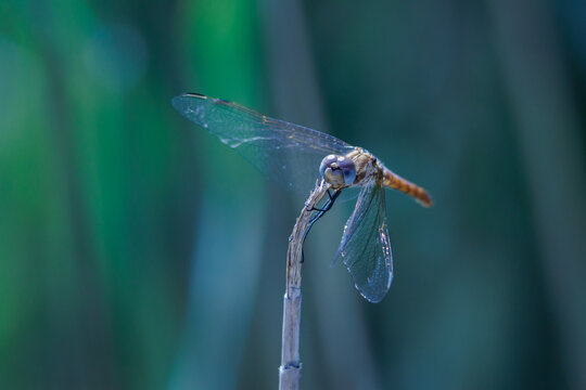 Libelula Sympetrum posada sobre tallo de carrizo en el parque natural El Hondo, Espa&ntilde;a