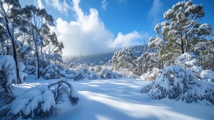 Can include winter landscape if shot in the southern hemisphere 