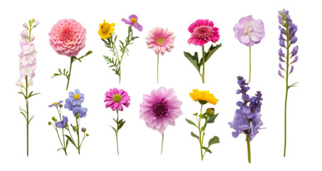 Set of different beautiful flowers isolated on transparent background