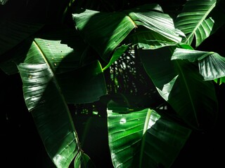 Banana leaves in nature.Green leaves under strong contrast of light and shadow