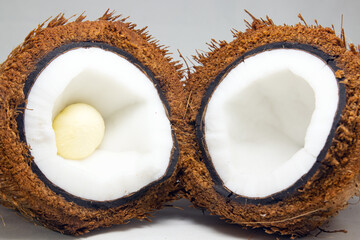 A Coconut covered with Coir or Coconut fiber which has white flesh or Coconut meat