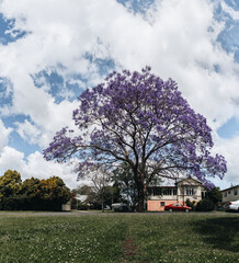jacaranda tree at full bloom at Grafton kogarah, australia
