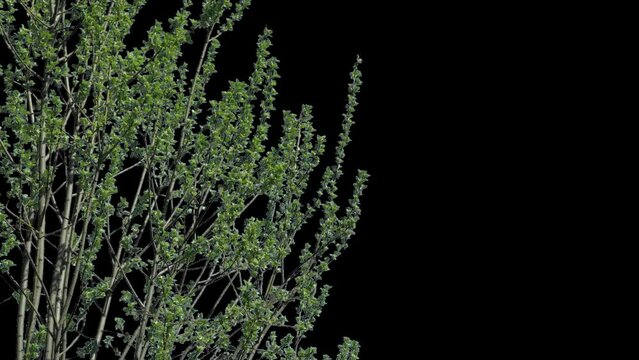 Young tree branch with sprouted green leaves with alpha channel spring landscape in sunny weather