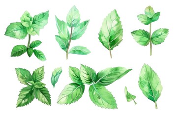 Set of beautiful watercolor illustrations of mint leaves. Perfect for botanical designs or herbal products