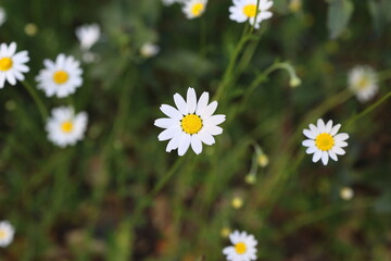 ANTHEMIS ARVENSIS WILD CHAMOMILE