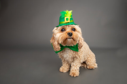 Toy cavapoo wearing a green hat and bow tie for St Patrick's day