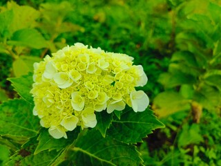 Close up view of yellow hydrangea flower bush on a hill