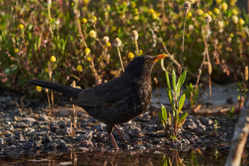 mirlo común o, más comúnmente, mirlo (Turdus merula) en el estanque del parque	