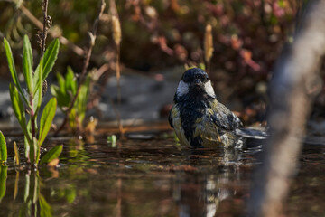 carbonero común en el estanque (Parus major)	
