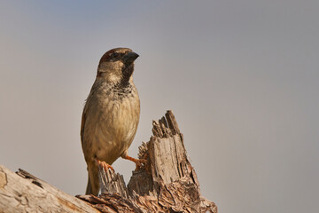 gorrión (passer domesticus)