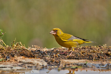 verderón europeo o verderón común (Chloris chloris)​ en el estanque del bosque 