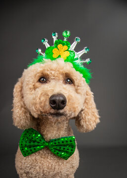 Mini goldendoodle dressed in a green bow tie and crown for St Patrick's Day