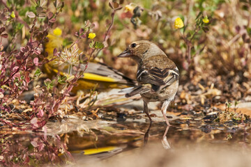 pinzón vulgar (Fringilla coelebs)