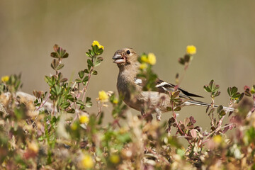 pinzón vulgar (Fringilla coelebs)