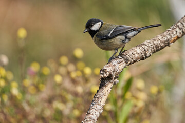 carbonero común posado en una rama (Parus major)	
