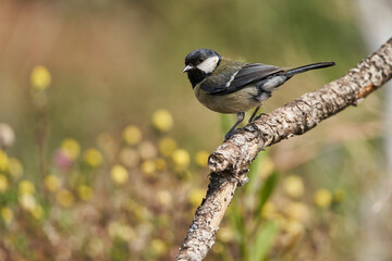 carbonero común posado en una rama (Parus major)	
