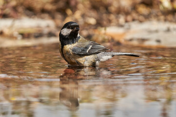 carbonero común en el estanque (Parus major)	
