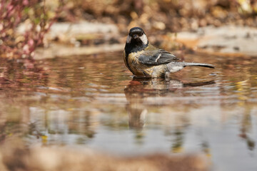 carbonero común en el estanque (Parus major)	
