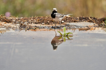 lavandera blanca​ o aguzanieves (Motacilla alba). Marbella Andalucía España	