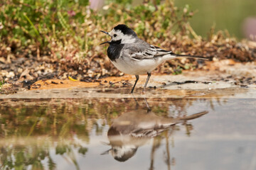 lavandera blanca​ o aguzanieves (Motacilla alba). Marbella Andaluc&iacute;a Espa&ntilde;a	