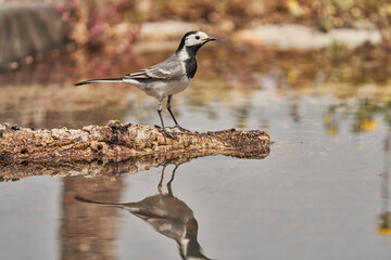 lavandera blanca​ o aguzanieves (Motacilla alba). Marbella Andalucía España	