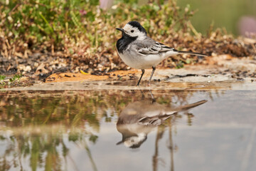 lavandera blanca​ o aguzanieves (Motacilla alba). Marbella Andalucía España	