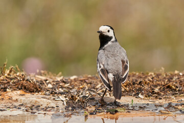 lavandera blanca​ o aguzanieves (Motacilla alba). Marbella Andalucía España	