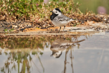 lavandera blanca​ o aguzanieves (Motacilla alba). Marbella Andalucía España	