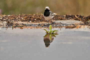 lavandera blanca​ o aguzanieves (Motacilla alba). Marbella Andalucía España	