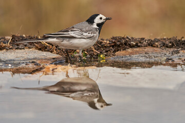 lavandera blanca​ o aguzanieves (Motacilla alba). Marbella Andalucía España	