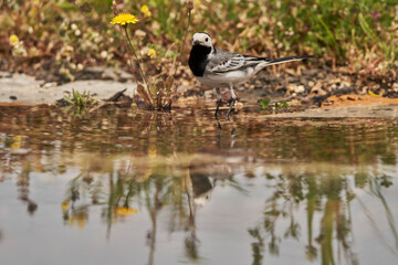 lavandera blanca​ o aguzanieves (Motacilla alba). Marbella Andalucía España	