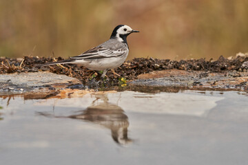 lavandera blanca​ o aguzanieves (Motacilla alba). Marbella Andalucía España	